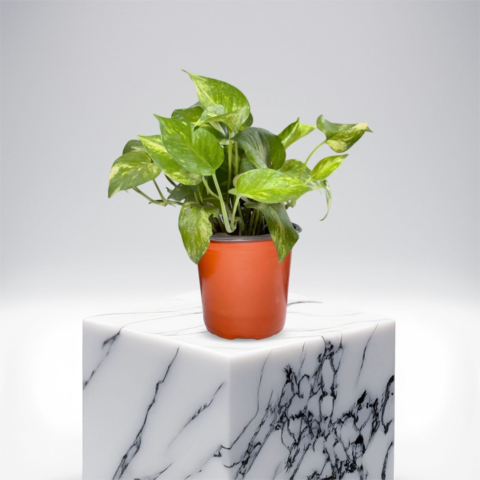 Money Plant